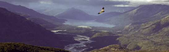 kondor_fliegt_ueber_das_el_turbio_tal_der_betrachter_sieht_die_ganze_reitstrecke_